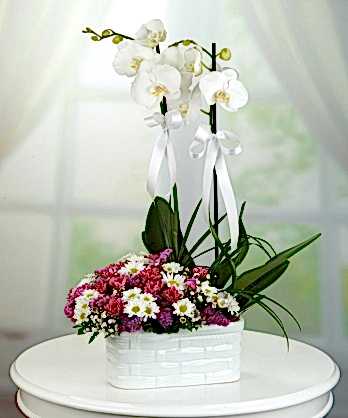 Beyaz Orkideler Papatyalar