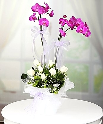 İkili Mor Orkide Beyaz Güller