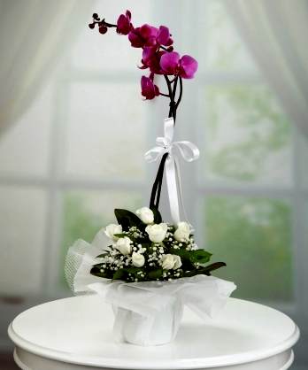 Mor Orkide Beyaz Güller Mor Orkide Beyaz Güller