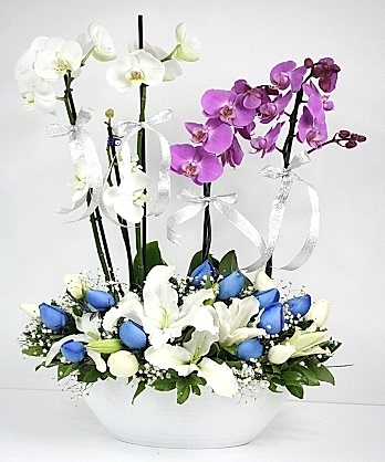 Muhteşem Orkide Tasarım