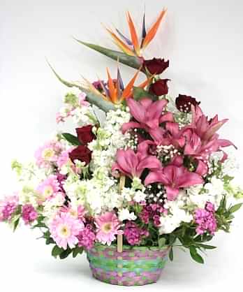 Hayatıma Hoşgeldin