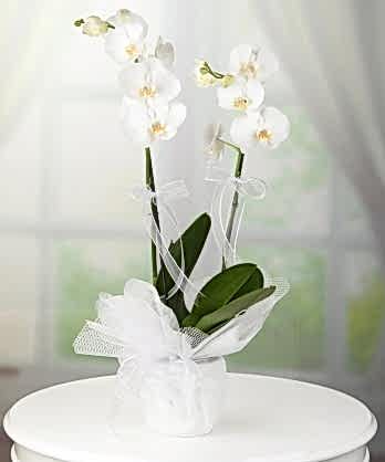İki Dallı Beyaz Orkide