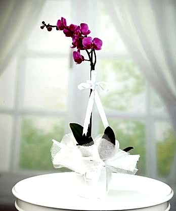 Tekli Mor Orkide Tekli Mor Orkide