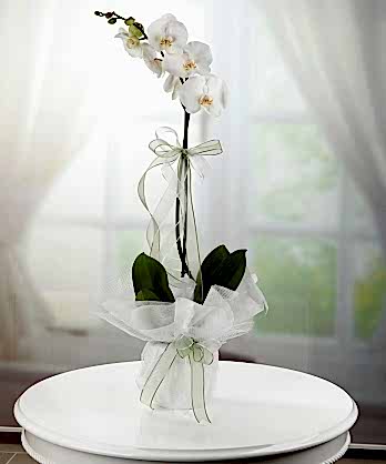 Tek Dallı Beyaz Orkide Tek Dallı Beyaz Orkide