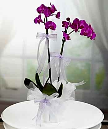 İki Dallı Mor Orkideler