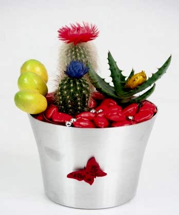 Egzotik Kaktüs Aranjmanı