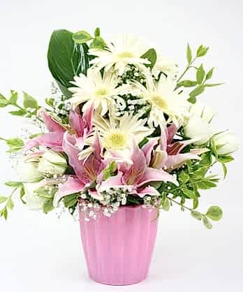 Pembe Beyaz Aranjman