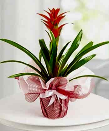 Guzmania Bitkisi