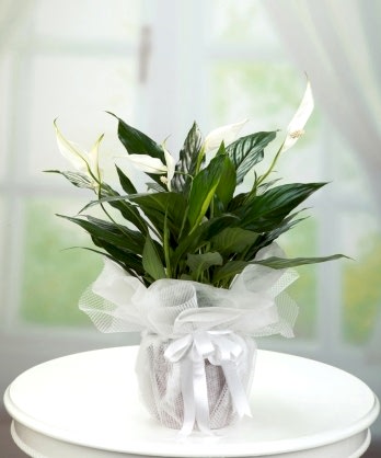 Barış Çiçeği Spatifilyum