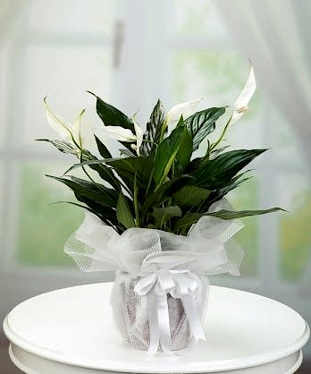 Barış Çiçeği Spatifilyum