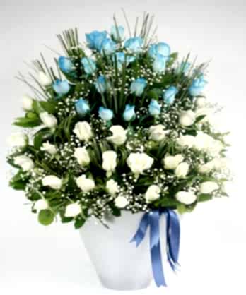 Mavi Beyaz Asil Güller