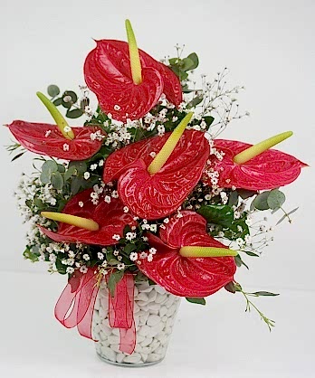 Kırmızı Antoryumlar