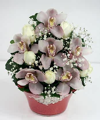 Orkideler Beyaz Güller