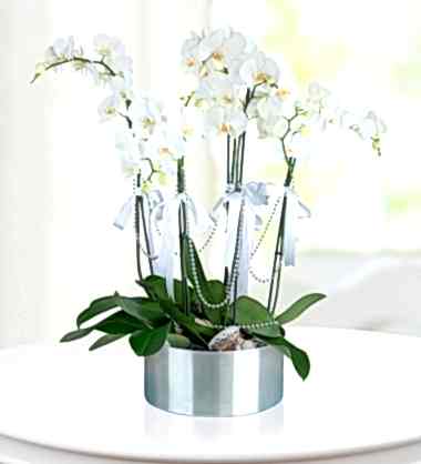 Zarif Beyaz Orkideler